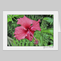 Hawai'i Hibiscus cards