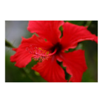 Hawaii Hibiscus posters by sah5515 Hawaii Hibiscus posters