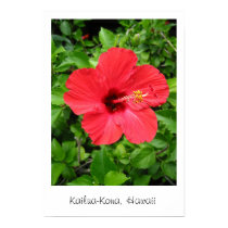 Hawaii Hibiscus posters by chris_radcliff Hawaii Hibiscus posters