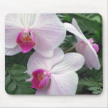 Hawaii-orchids Mousepad