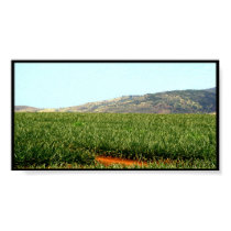 Hawaii Pineapples posters