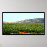 Hawaii Pineapples posters