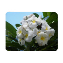 Hawaii Plumeria Flexible Magnets