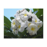 Hawaii Plumeria Flower Post Card