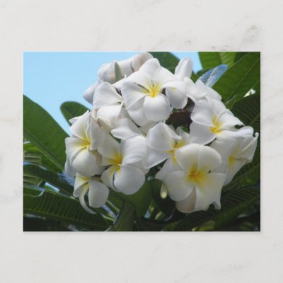 Hawaii Plumeria Flower Post Card