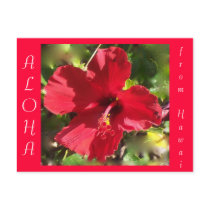 Hawaii postcards