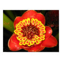 Hawaii Torch Ginger posters