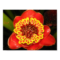 Hawaii Torch Ginger posters