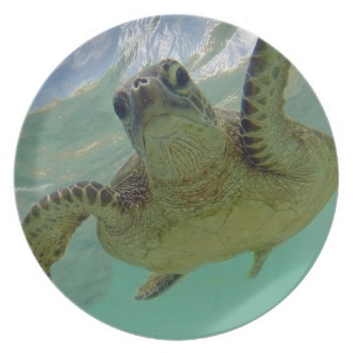 Hawaii Turtle Dinner Plate Zazzle