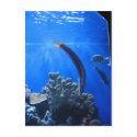 Hawaii Underwater postcards by radford79 Hawaii Underwater postcards