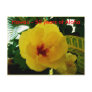 Hawaii Yellow Flowers Postcard
