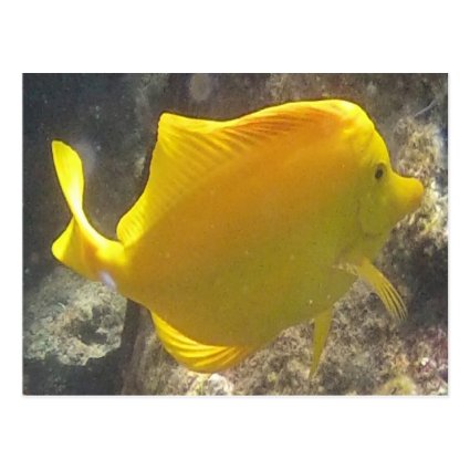 Hawaii Yellow Tang Fish Postcards