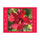 Hawaiian Aloha Red Hibiscus Flower Postcard