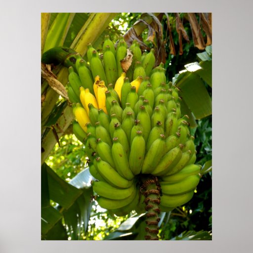 Hawaiian Apple Bananas Poster Zazzle