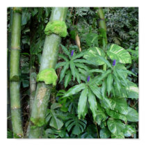 Hawaiian Bamboo and Blue Ginger posters