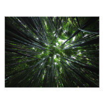 Hawaiian bamboo forest photo art