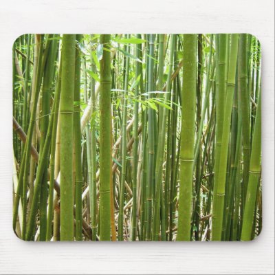 hawaiian bamboo