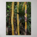 Hawaiian Bamboo & Palm posters