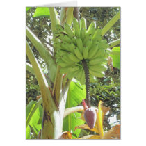 Hawaiian Bananas cards