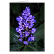 Hawaiian Blue Ginger cards