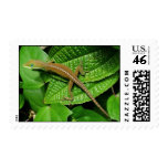 Hawaiian Chameleon Stamps