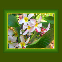 Hawaiian Delight - Green posters