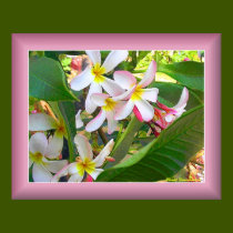 Hawaiian Delight - Pink posters