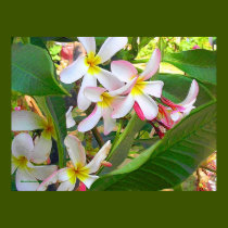 Hawaiian Delight posters