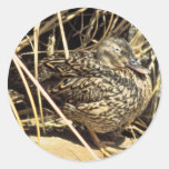 Hawaiian Duck (Koloa hen) Round Sticker