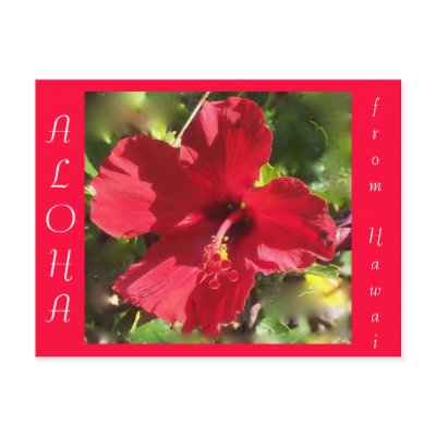 Hawaiian Flower postcard by Rebecca_Reeder