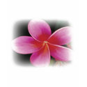 Hawaiian Flower Shirt shirt