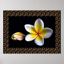 Hawaiian Frangipani Blissful Blossoms Plumerias Poster