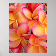 Hawaiian Frangipani Poster