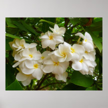 Hawaiian Frangipani Posters