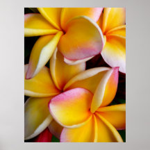 Hawaiian Frangipani Print