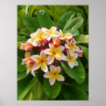 Hawaiian Frangipani Print