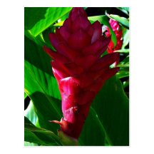 Hawaiian Ginger Postcard