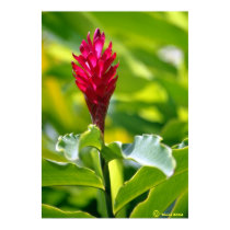 Hawaiian Ginger posters