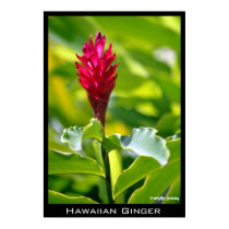 Hawaiian Ginger posters