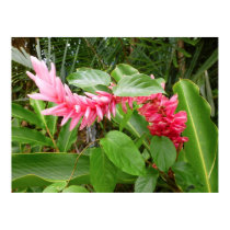 Hawaiian Ginger Print
