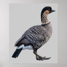 Hawaiian Goose (Nene) Print