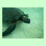 Hawaiian Green Sea Turtle posters