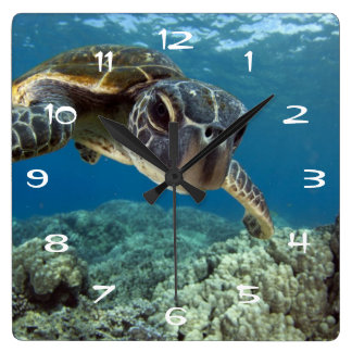hawaiian_green_sea_turtle_square_wall_cl