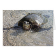 Hawaiian Green Sea Turtle Swimming On Beach Of Hal Greeting Card