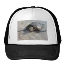 Hawaiian Green Sea Turtle Swimming On Beach Of Hal Hat