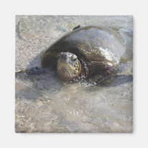 Hawaiian Green Sea Turtle Swimming On Beach Of Hal Refrigerator Magnets