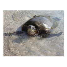 Hawaiian Green Sea Turtle Swimming On Beach Of Hal Post Card