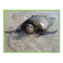 Hawaiian Green Sea Turtle Swimming On Beach Of Hal Post Card