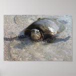 Hawaiian Green Sea Turtle Swimming On Beach Of Hal Posters