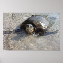 Hawaiian Green Sea Turtle Swimming On Beach Of Hal Posters